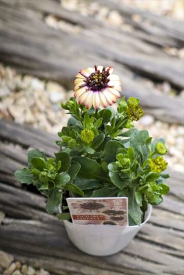 写真 2026-03-01 16 23 03_R_1