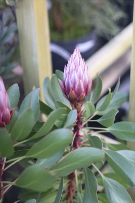 写真 2026-03-23 17 37 48_R_1