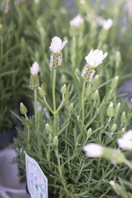 写真 2026-03-04 16 37 58_R_1