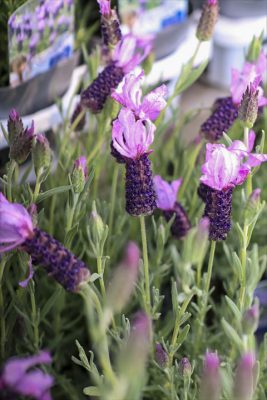 写真 2026-03-19 16 50 04_R_1