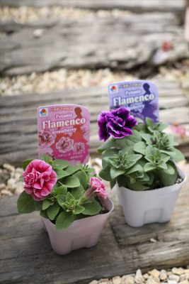 写真 2026-03-29 16 14 18_R_1