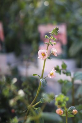 写真 2026-03-26 16 36 48_R_1