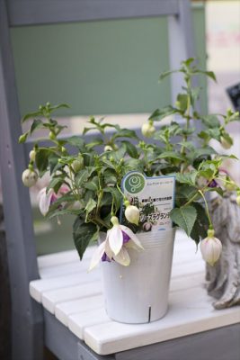 写真 2026-03-29 16 28 25_R_1