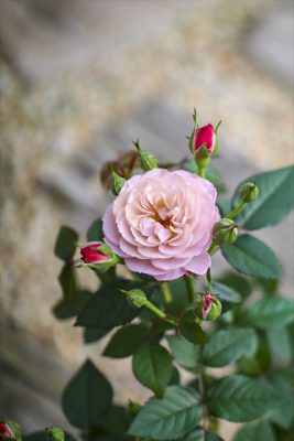 写真 2026-03-11 16 51 41_R_1