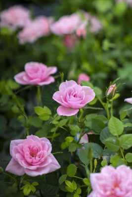 写真 2026-03-06 16 49 25_R_1