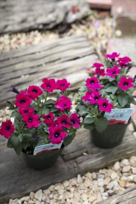 写真 2026-03-29 16 16 37_R_1