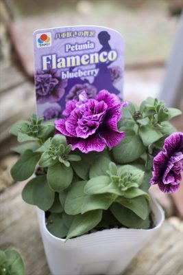 写真 2026-03-26 16 34 41_R_1