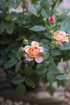 写真 2026-03-11 16 51 29_R_1