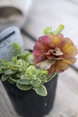 写真 2026-03-25 15 42 28_R_1