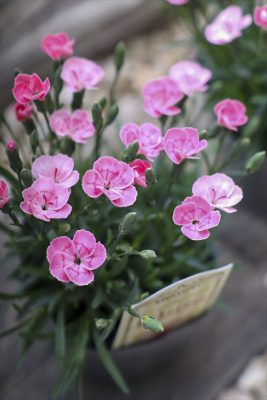 写真 2026-03-26 16 26 44_R_1