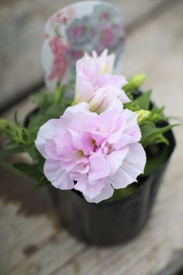 写真 2026-03-25 15 43 46_R_1