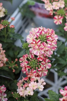 写真 2026-03-26 16 31 29_R_1