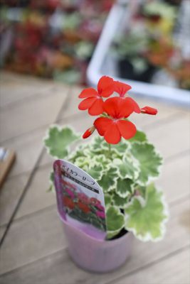 写真 2026-03-25 15 53 08_R_1