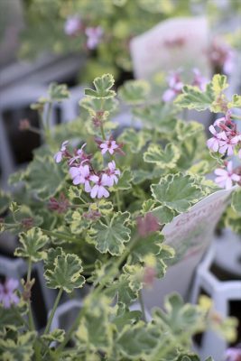 写真 2026-03-26 16 46 22_R_1