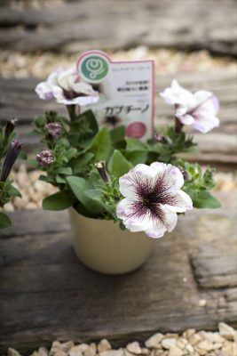 写真 2026-03-27 16 31 18_R_1