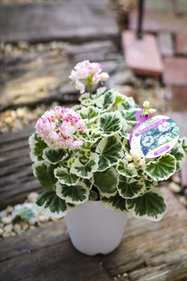 写真 2026-03-11 16 15 39_R_1