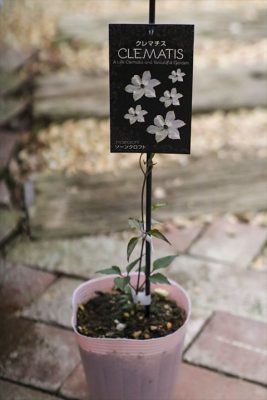 ソーンクロフト (1)