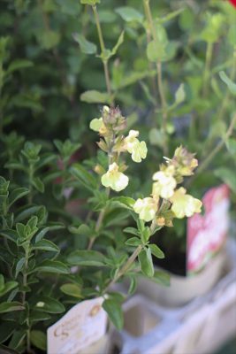 写真 2026-03-26 16 37 34_R_1