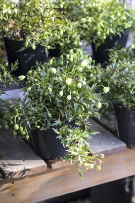 写真 2026-03-12 16 11 09_R_1