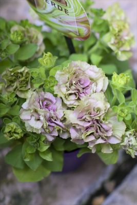 湘南グラーノ・ミディヴェルデ