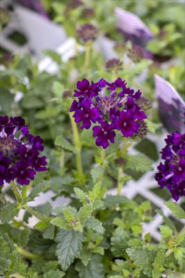 写真 2026-04-20 16 02 09_R_1