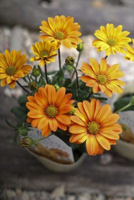 写真 2026-04-02 16 30 32_R_1