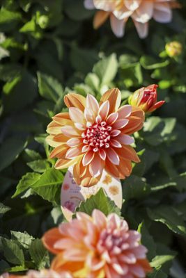 写真 2026-04-02 16 37 37_R_1