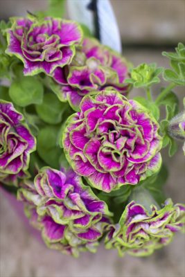 湘南ルビーノ・ヴェルデ