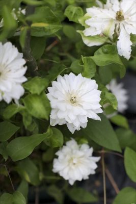 写真 2026-04-25 17 54 15_R_1