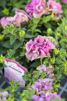 フレル・ロゼグリーン (1)