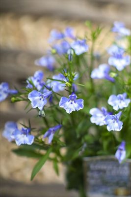 写真 2026-04-19 17 07 13_R_1