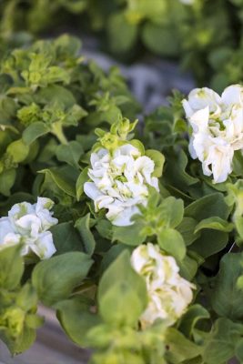 ベルチャーム・エルザ (1)