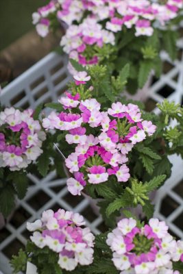 写真 2026-04-03 17 17 23_R_1