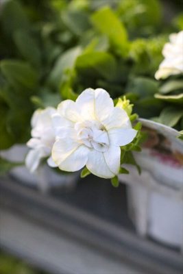 ベルチャーム・エマ (1)