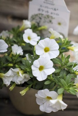 写真 2026-04-24 17 12 15_R_1