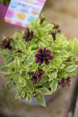 湘南リプル・パナシェプル (1)