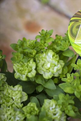 湘南ラテ・ミディヴェルデ