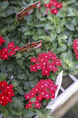 写真 2026-04-03 17 16 44_R_1