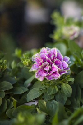 ベルチャーム・ウェンディ (1)