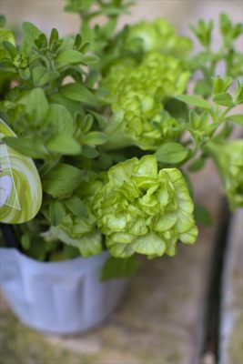 湘南ヴェルデグランヴェルデ