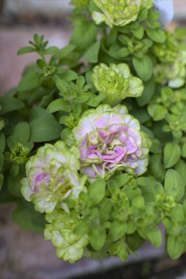 湘南ニンファ・ミディヴェルデ