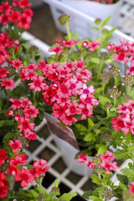 写真 2026-04-20 16 03 12_R_1