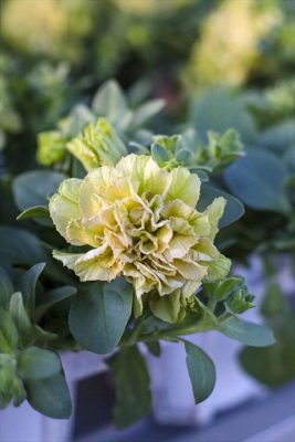 ベルチャーム・クロエ (1)