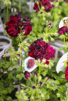 写真 2026-04-04 16 52 15_R_1