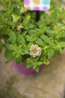 湘南リプル・ペスカ