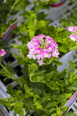 写真 2026-04-20 16 03 38_R_1