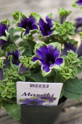 写真 2026-04-18 17 03 56_R_1