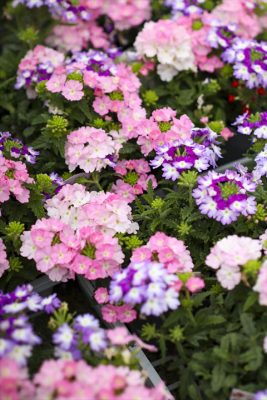 写真 2026-04-30 17 32 20_R_1