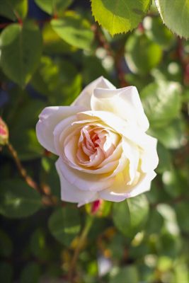 写真 2026-04-21 17 03 53_R_1