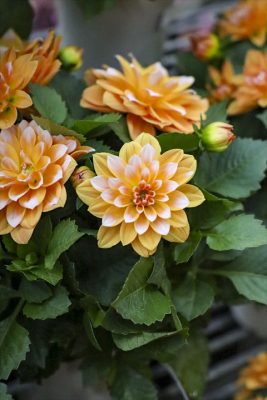 写真 2026-04-09 16 43 52_R_1